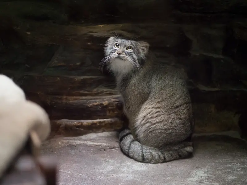 恩賜上野動物園のフィーガの写真