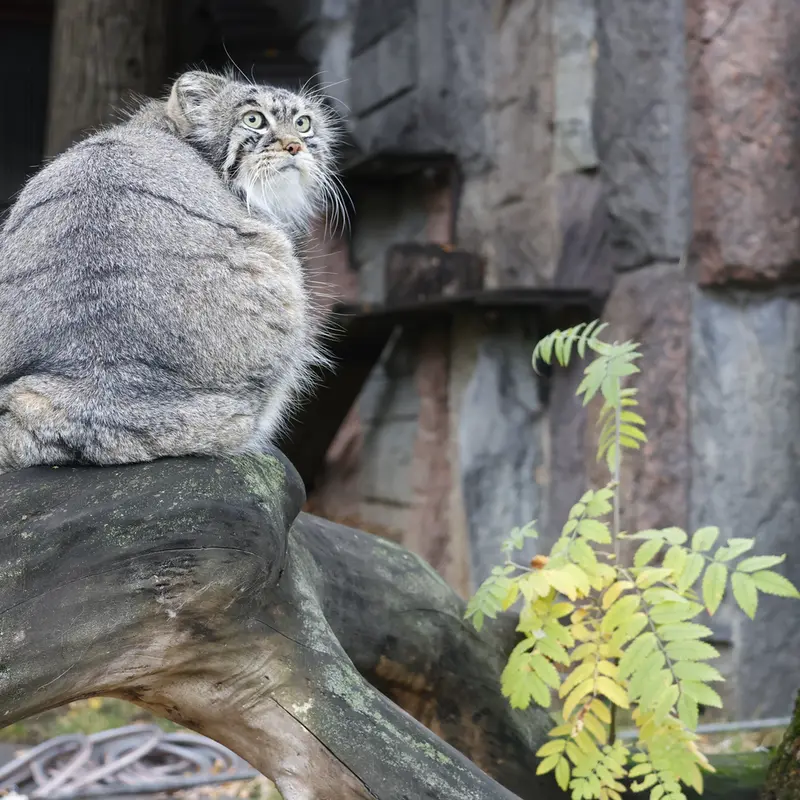モスクワ動物園のティモフェイの写真