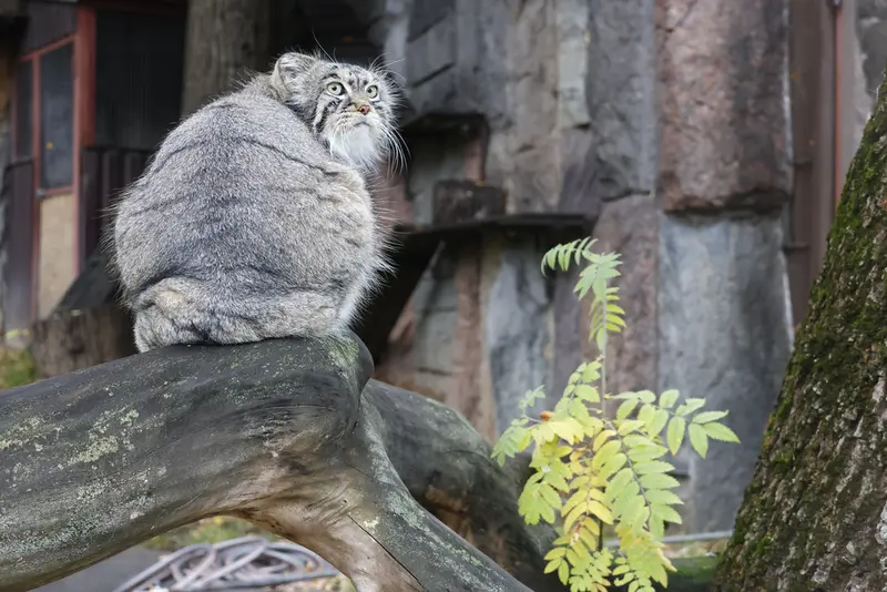 モスクワ動物園のティモフェイの写真