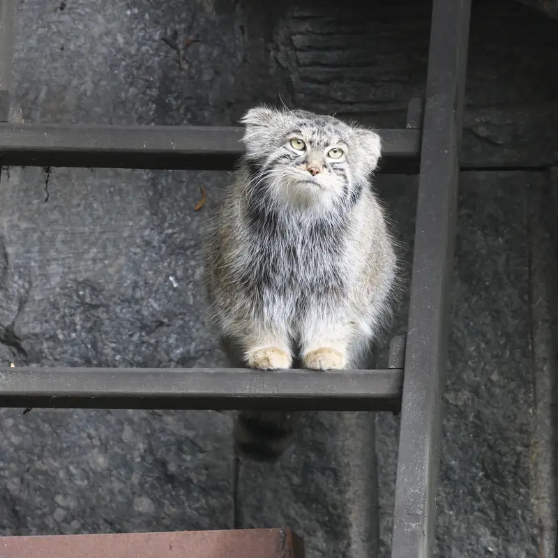 モスクワ動物園のティモフェイの写真