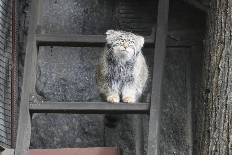 モスクワ動物園のティモフェイの写真