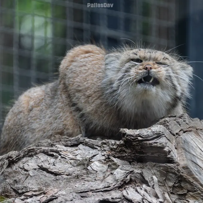 リトアニア動物園のメリッサの写真