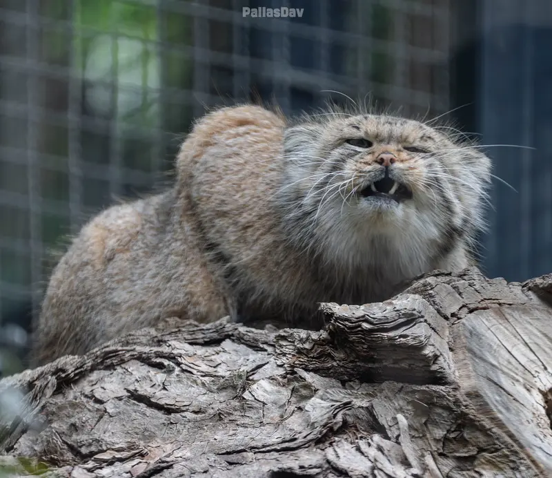 リトアニア動物園のメリッサの写真