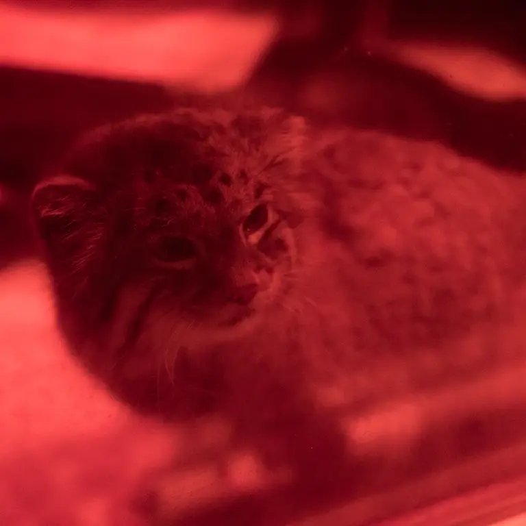 恩賜上野動物園のナイマの写真