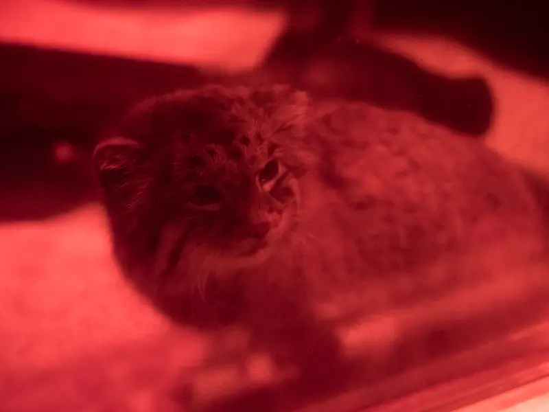 恩賜上野動物園のナイマの写真