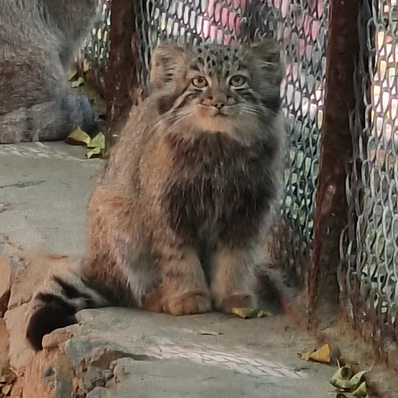 ノヴォシビルスク動物園のスネジャナの娘 b.2026 Ⅱの写真