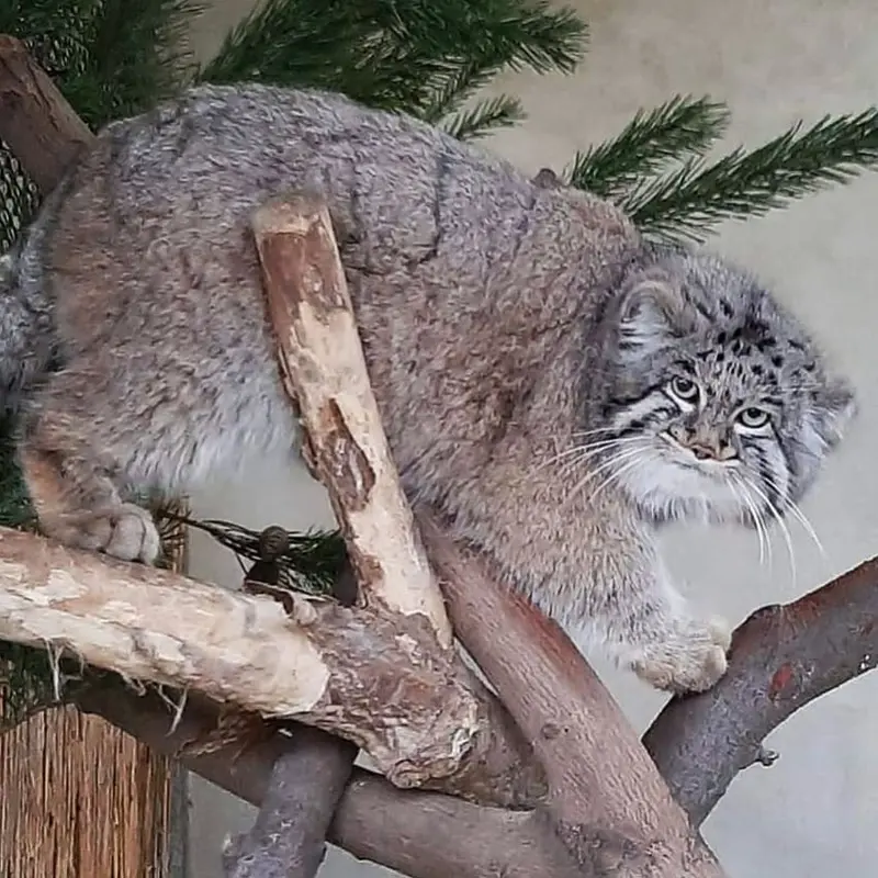 デッサウ動物園のディマの写真