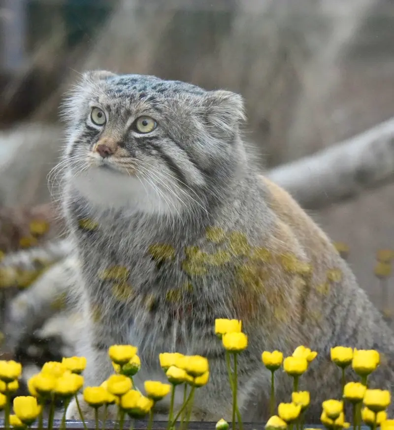 埼玉県こども動物自然公園のロータスの写真