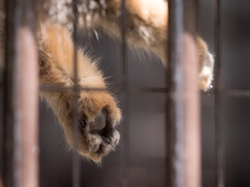 野毛山動物園のフィーガの写真