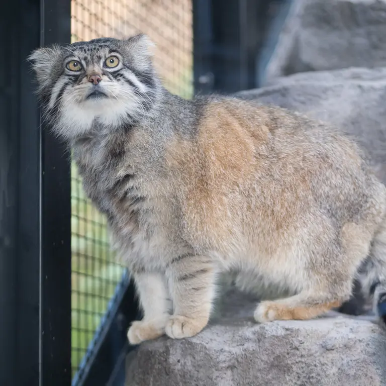 旭山動物園のグルーシャの写真