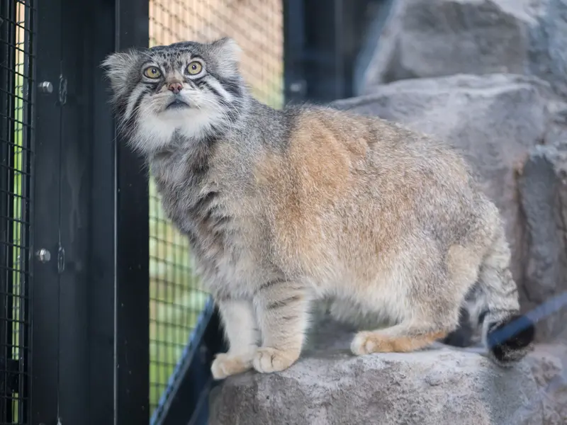 旭山動物園のグルーシャの写真