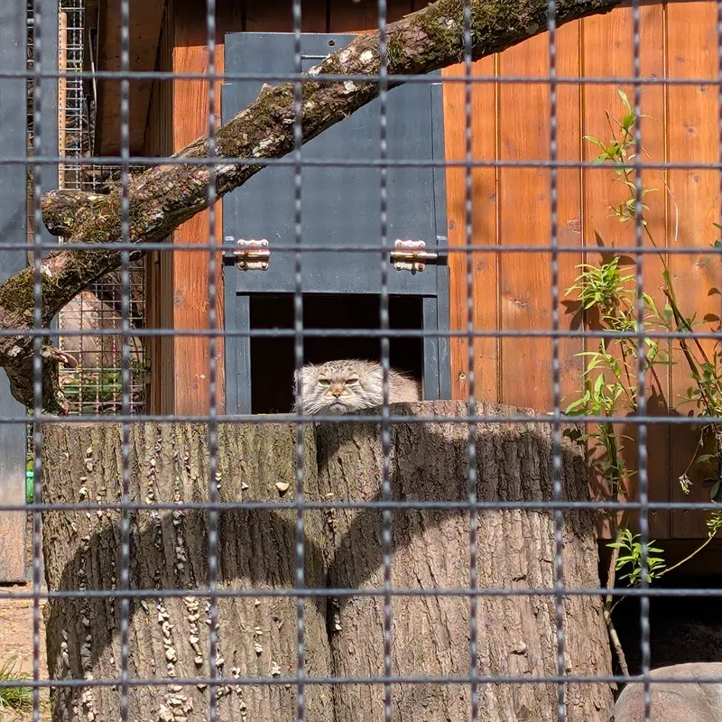 リトアニア動物園のメリッサの写真