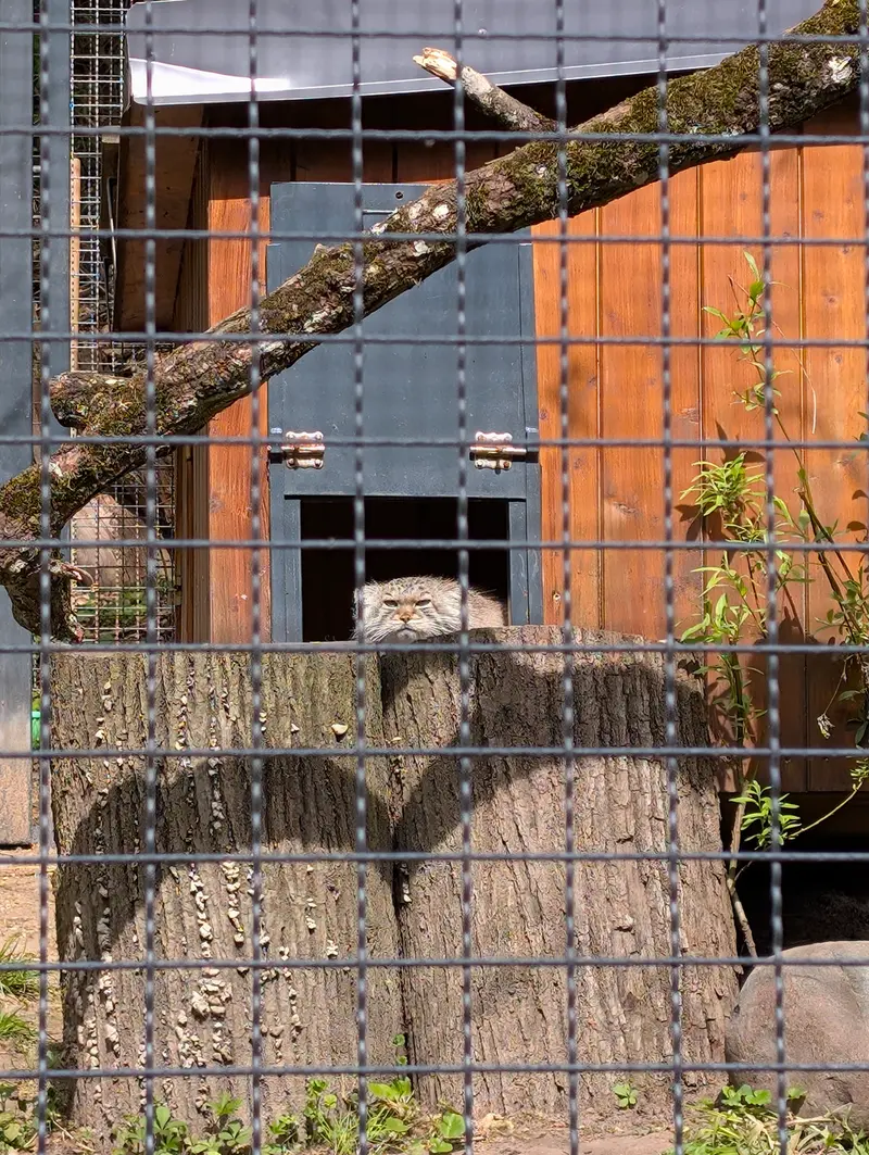 リトアニア動物園のメリッサの写真
