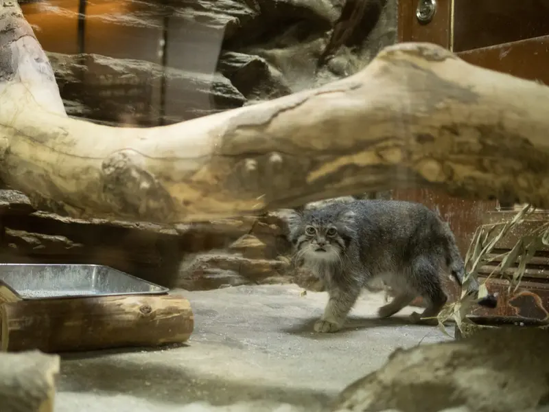 恩賜上野動物園のクリョンの写真