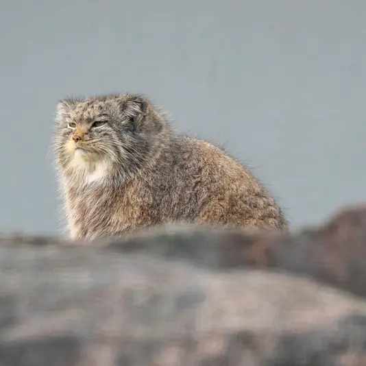 コルケアサーリ動物園のミミの写真