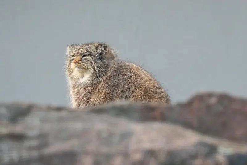 コルケアサーリ動物園のミミの写真