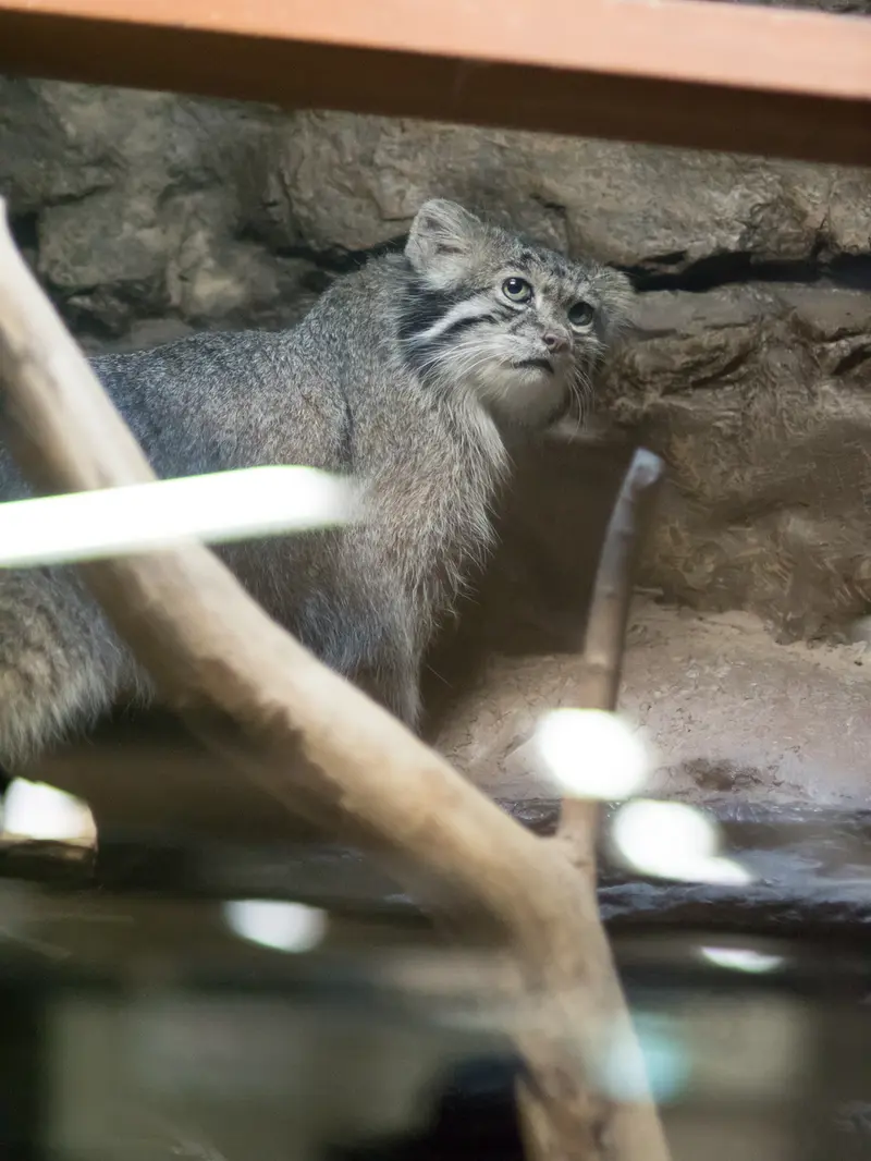 恩賜上野動物園のクリョンの写真