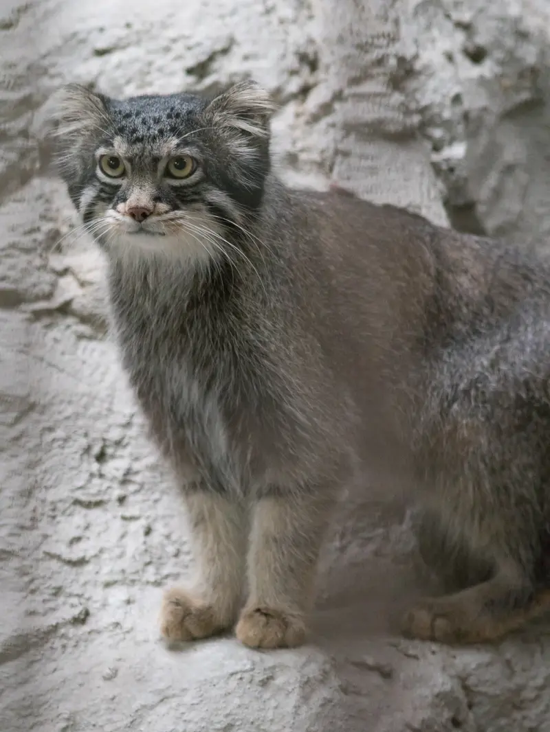 野毛山動物園のフィーガの写真
