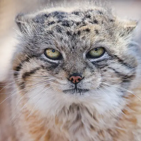 レッドリバー動物園のイェシの写真