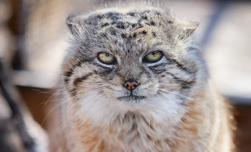 レッドリバー動物園のイェシの写真