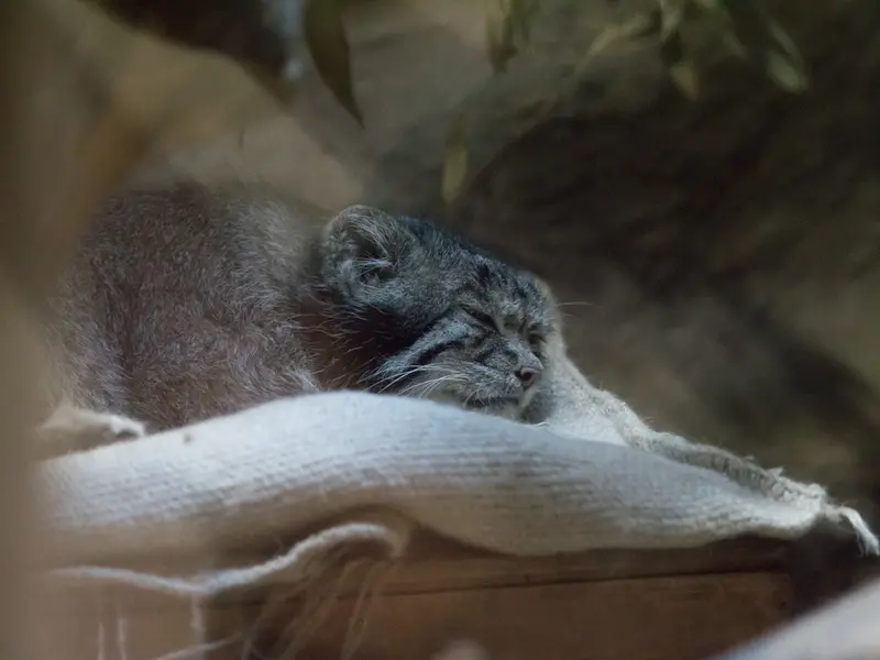 恩賜上野動物園のクリョンの写真
