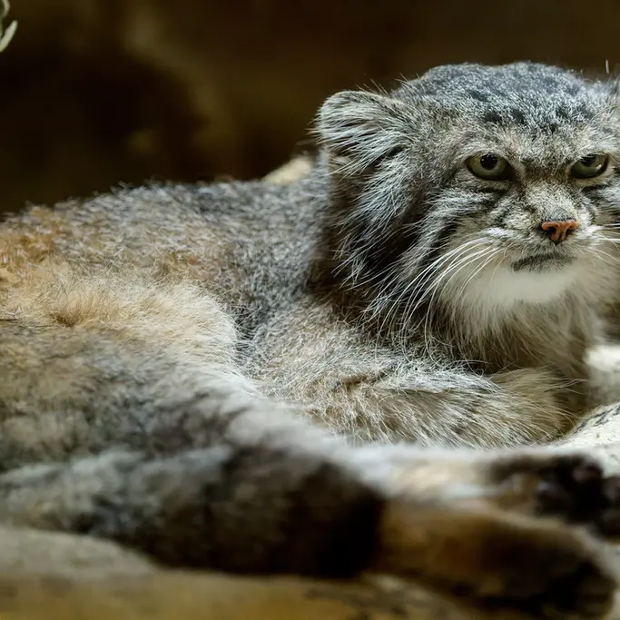 恩賜上野動物園のクリョンの写真