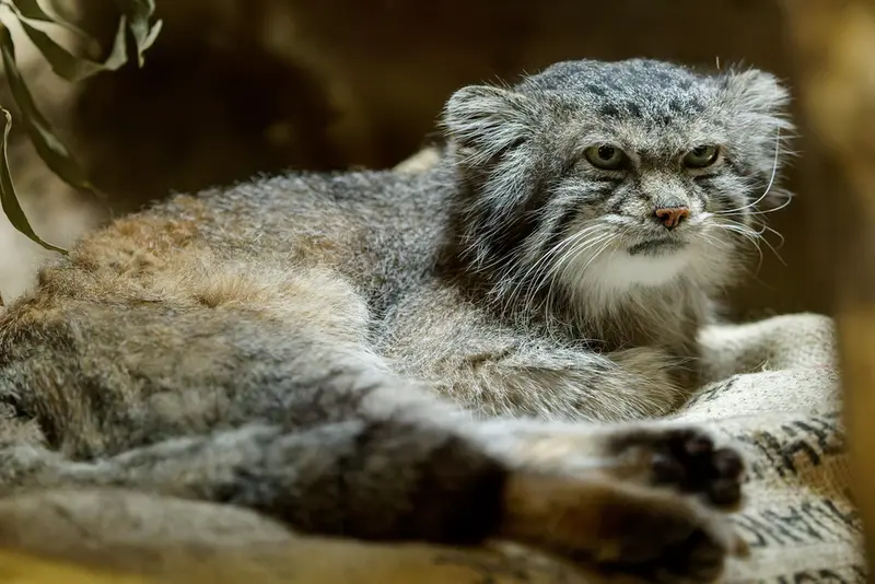 恩賜上野動物園のクリョンの写真