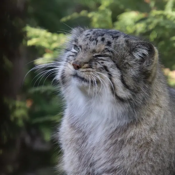 マヌルネコの写真