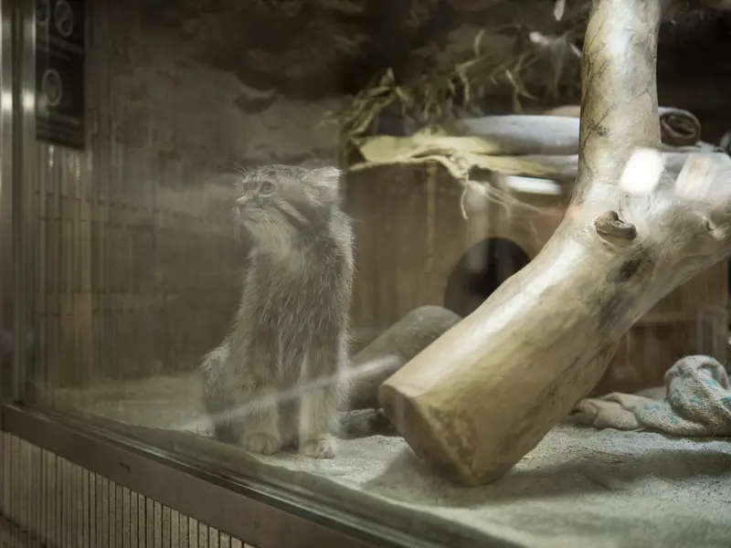 恩賜上野動物園のクリョンの写真