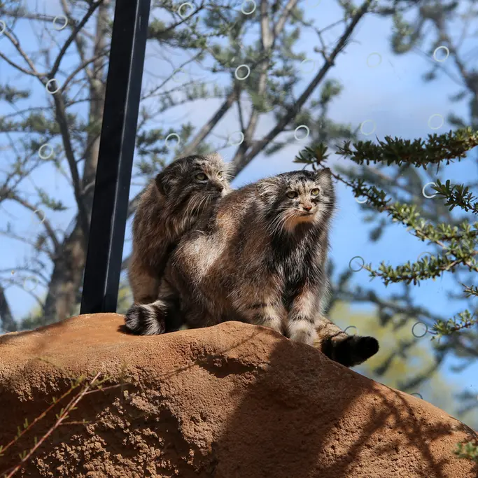 プラハ動物園のプリンセッサとスパイの写真