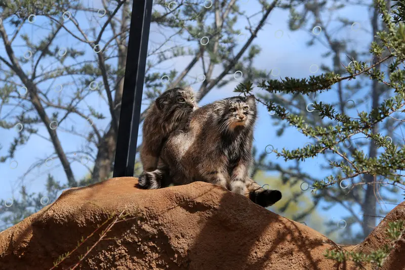 プラハ動物園のプリンセッサとスパイの写真