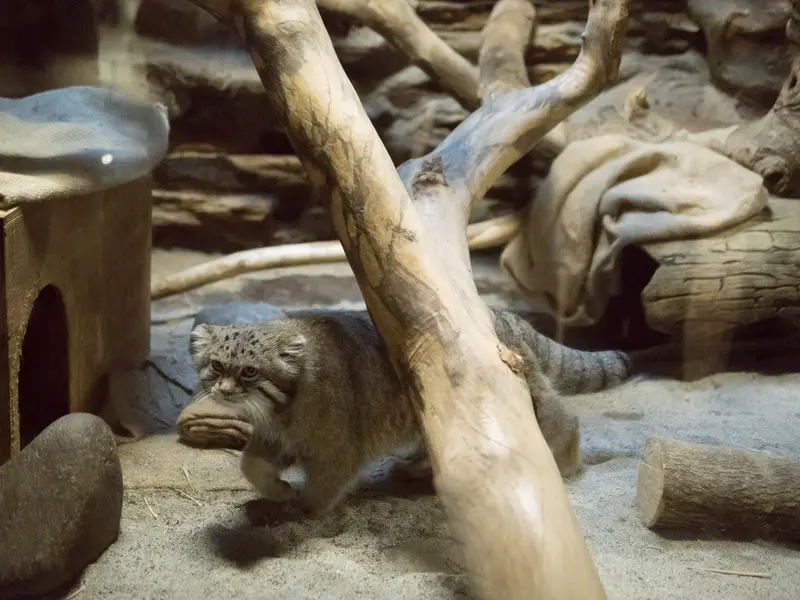 恩賜上野動物園のクリョンの写真