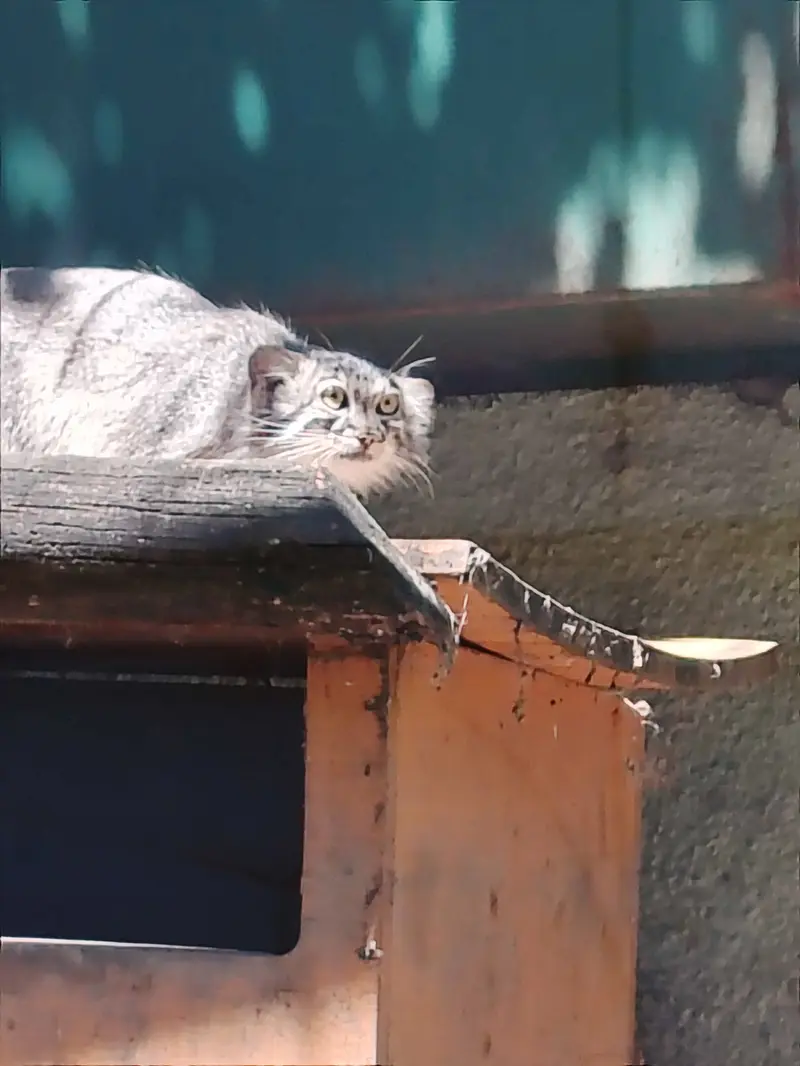 ブダペスト動物園・植物園のルーシーの写真