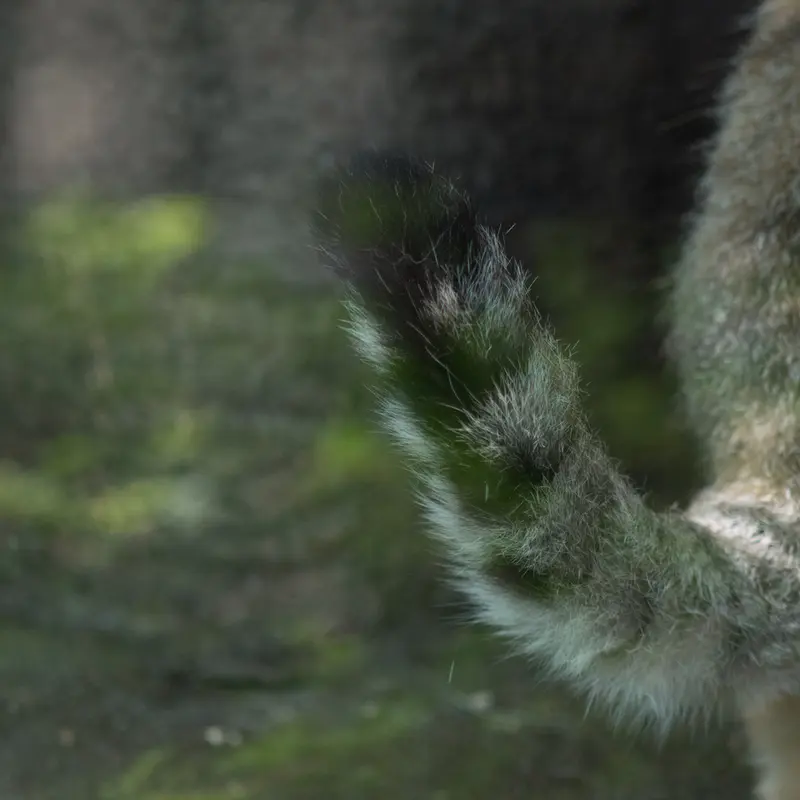 神戸市立王子動物園のイーリスの写真