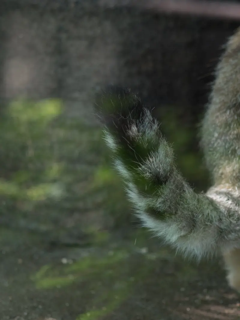 神戸市立王子動物園のイーリスの写真