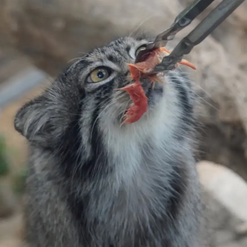 神戸どうぶつ王国のナルの写真