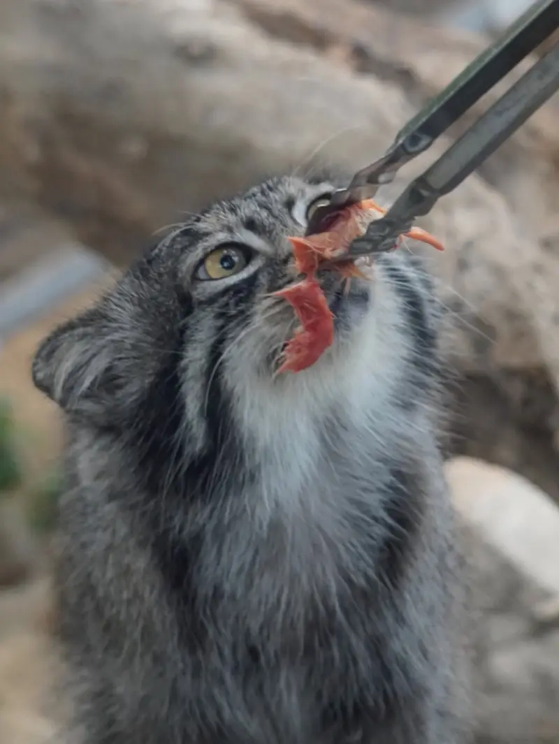 神戸どうぶつ王国のナルの写真