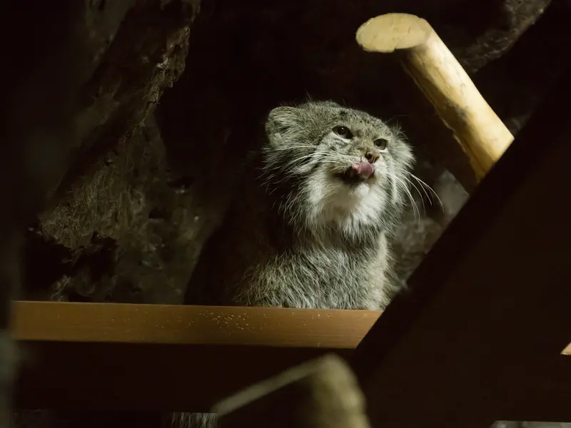 恩賜上野動物園のクリョンの写真