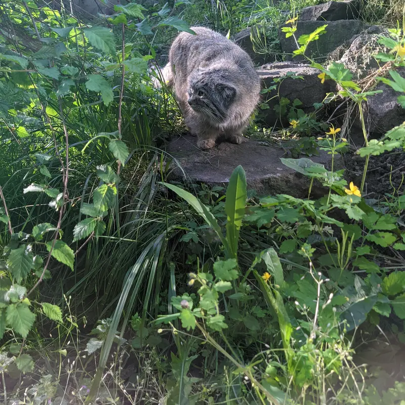 ブダペスト動物園・植物園のボフスの写真