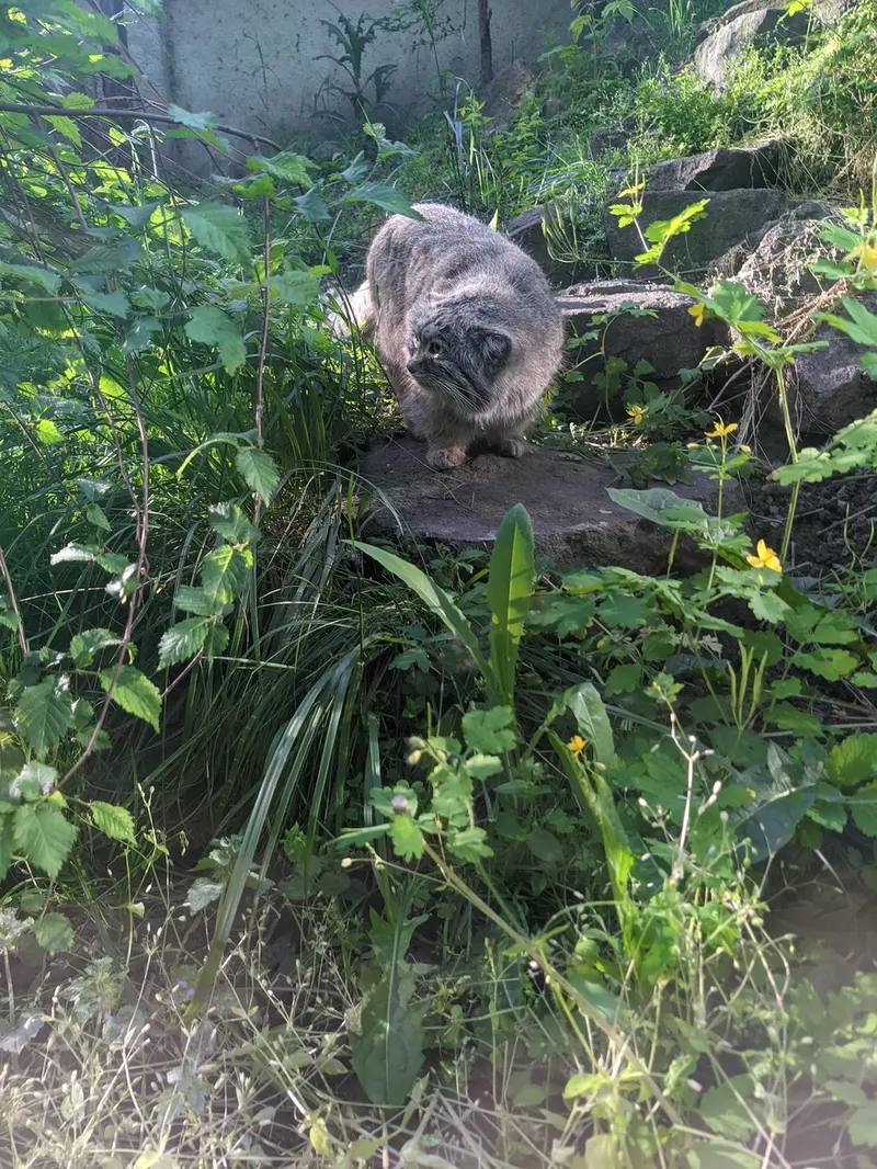 ブダペスト動物園・植物園のボフスの写真