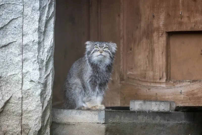 モスクワ動物園のティモフェイの写真
