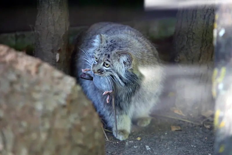 コシツェ動物園のアイセンの写真