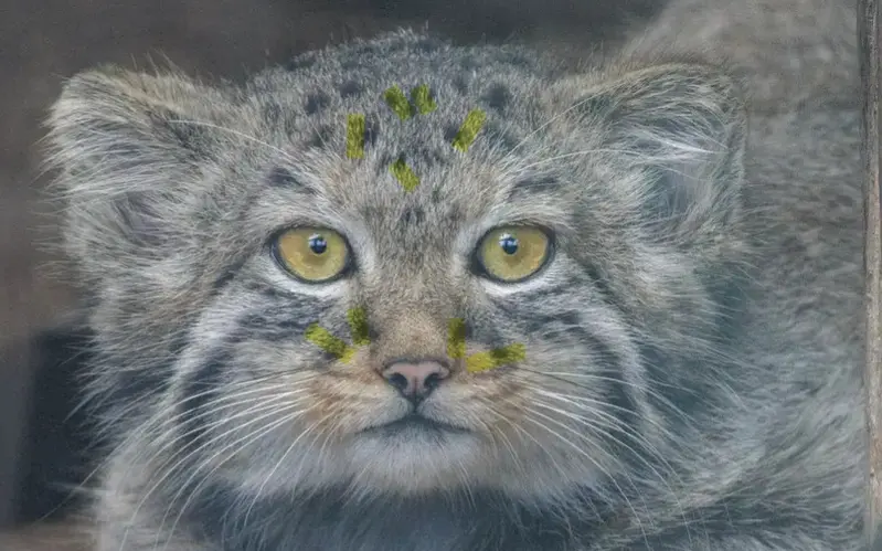 マヌルネコの写真