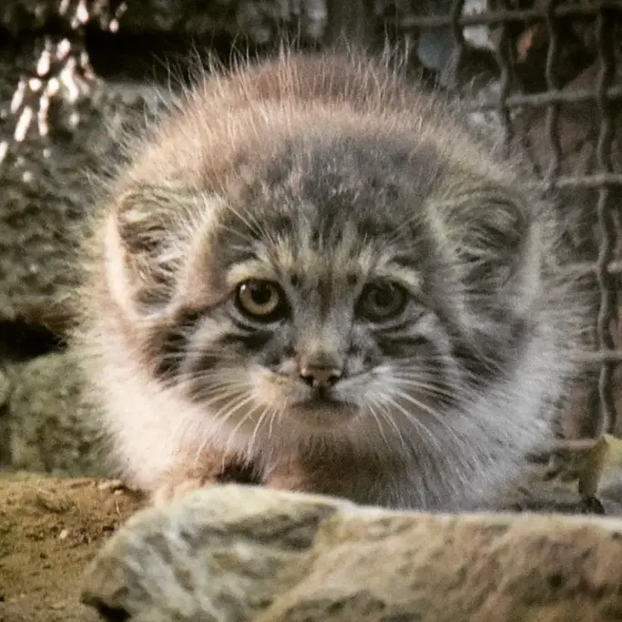 ブダペスト動物園＆植物園のボリス Ⅱの写真