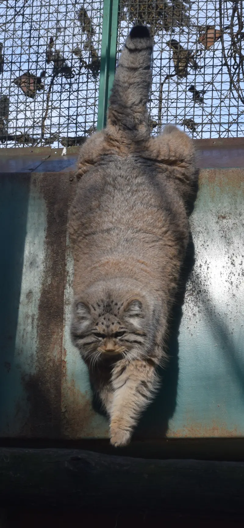 ブダペスト動物園・植物園のボフスの写真
