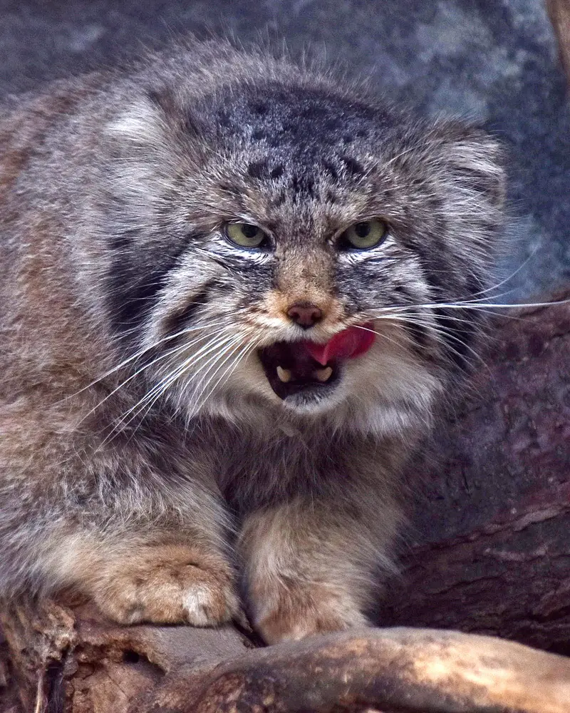 コロンバス動物園・水族館のパヴァルの写真