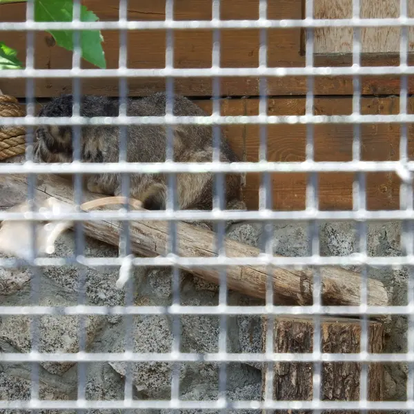 レニングラード動物園のスヴェンの写真
