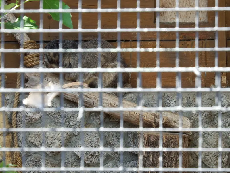 レニングラード動物園のスヴェンの写真