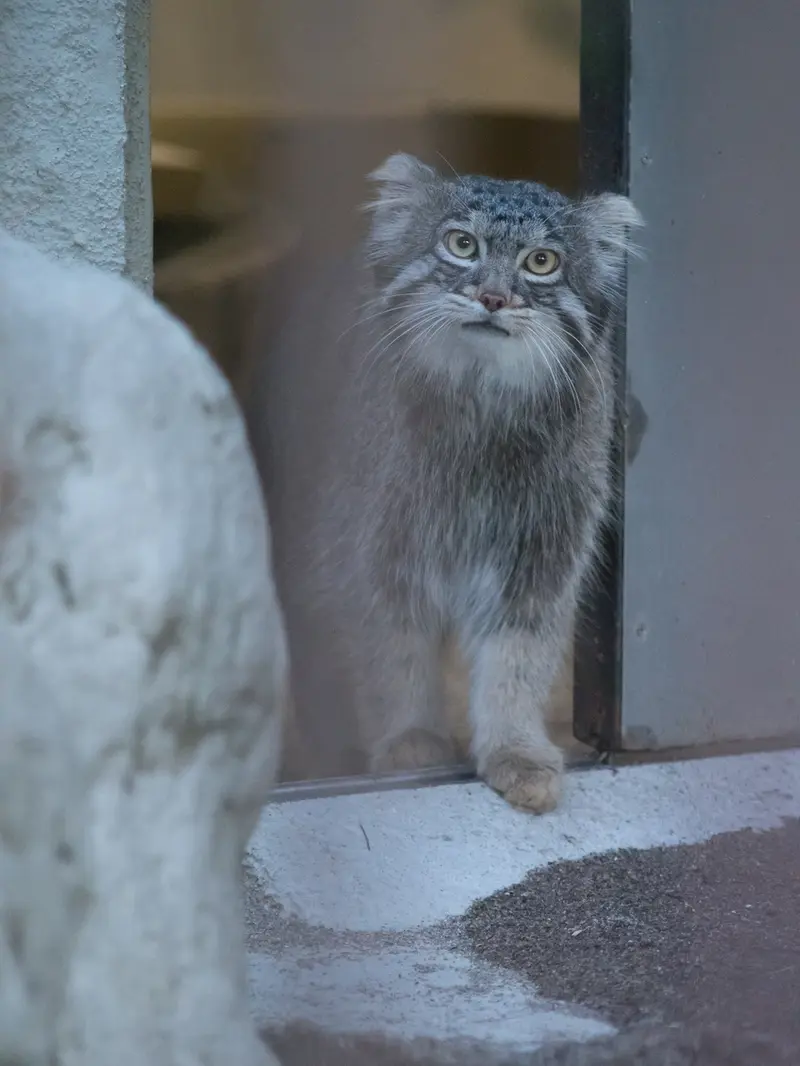 野毛山動物園のフィーガの写真