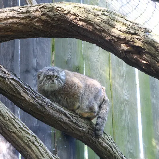 ワルシャワ動物園のジェシーの写真